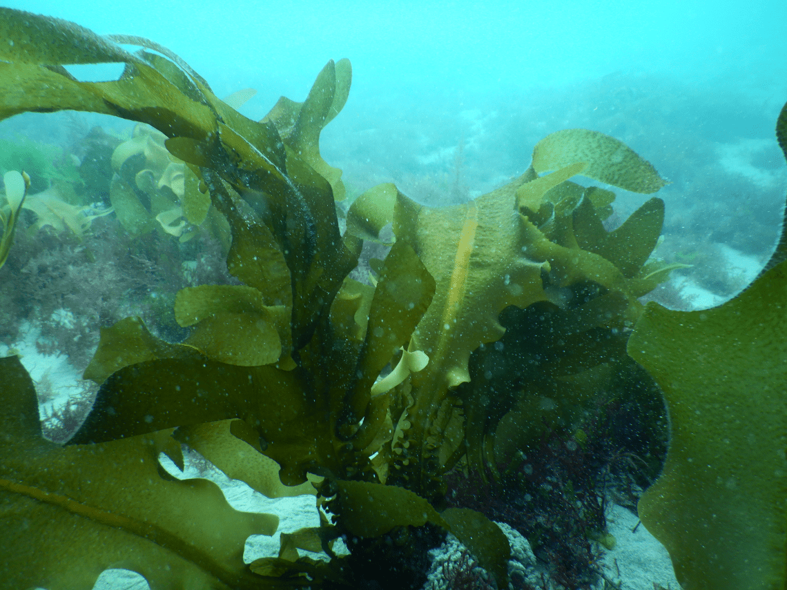 Wakame in situ at Port Phillip Heads