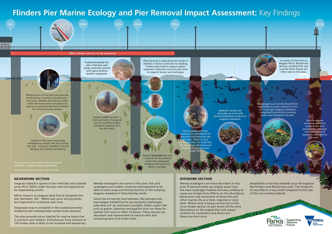 An infographic on the ecological assessment of Flinders Pier
