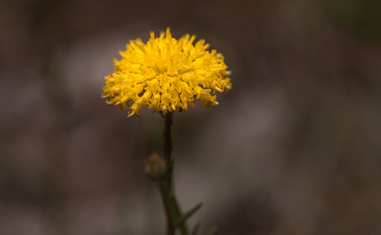 Yellow flower close up