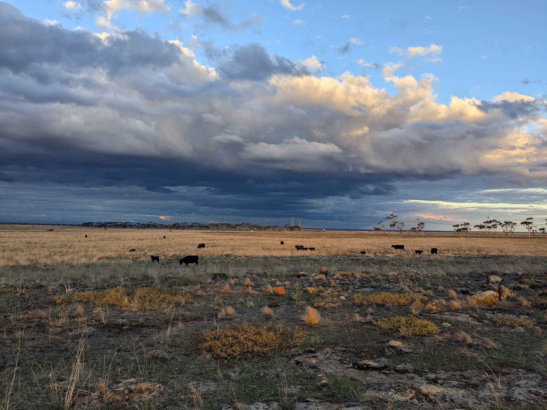 Cows grazing in a grassland reserve
