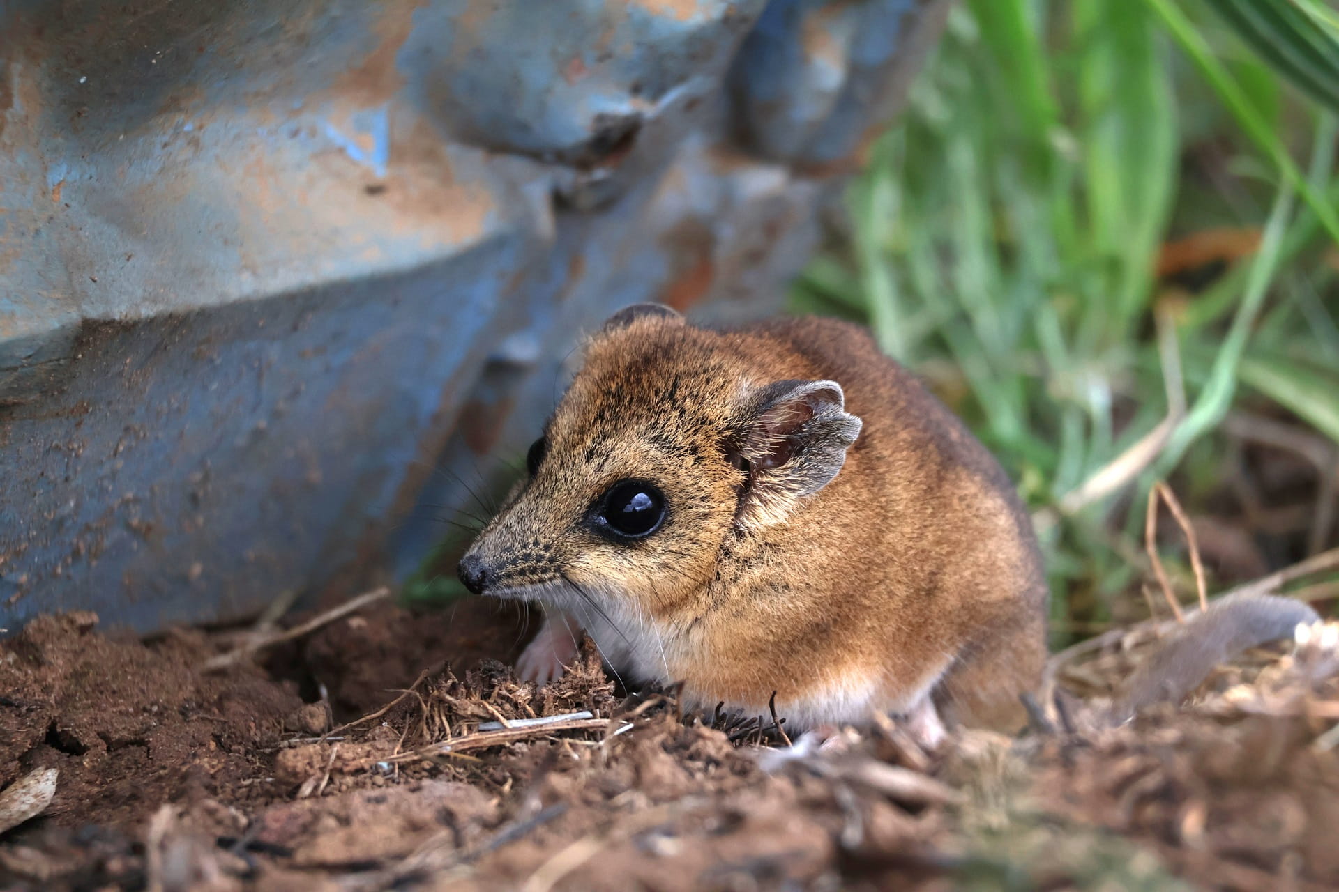 A small mammal in grasslands