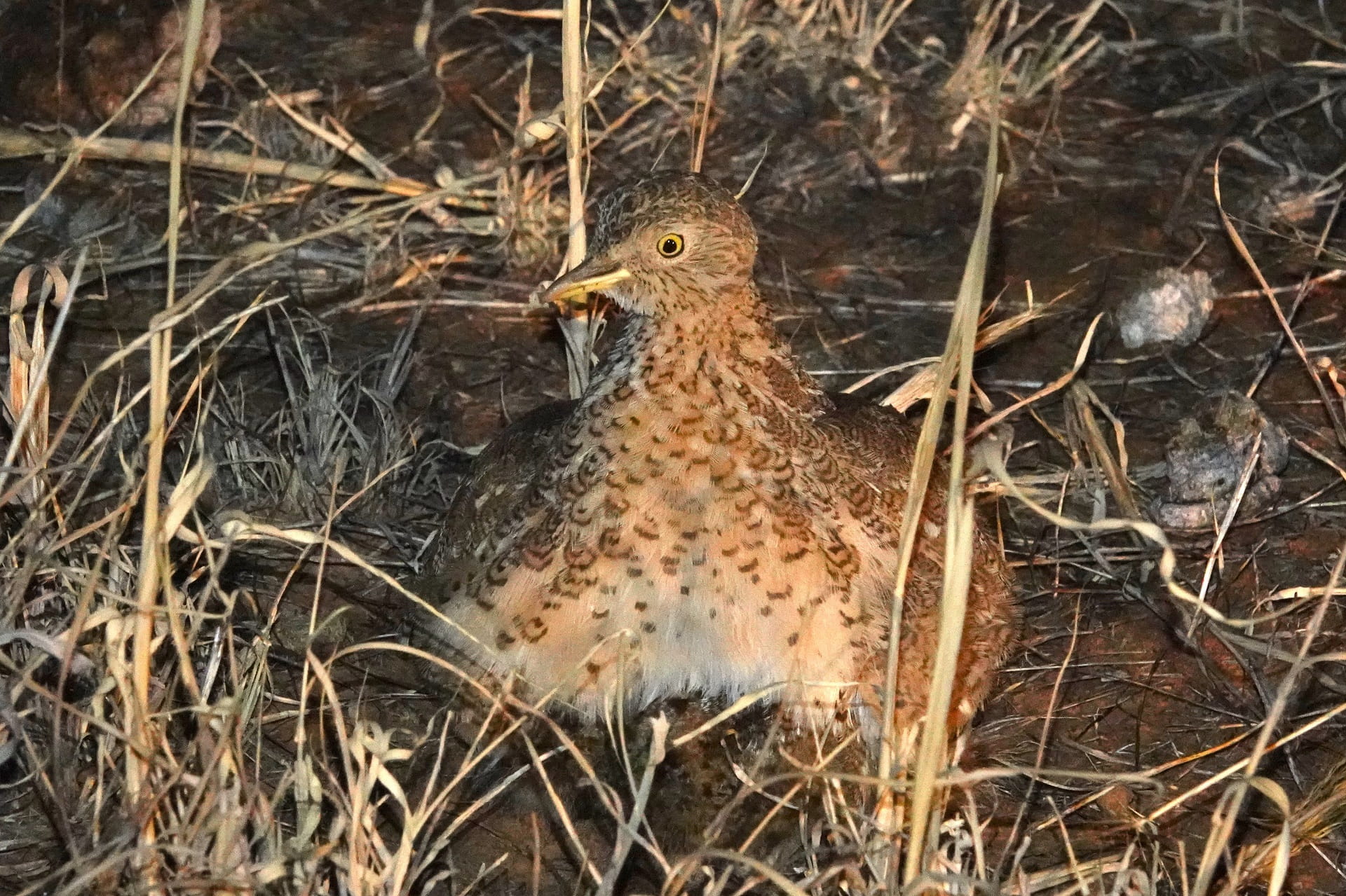 A brooding bird in grasslands