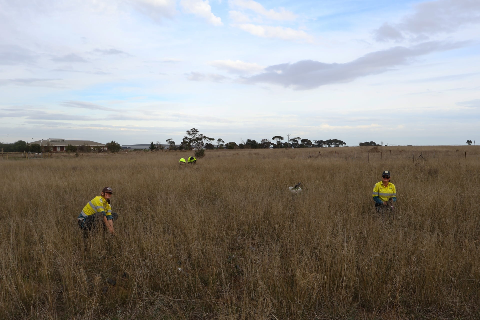 People croucing in a field of native grasses