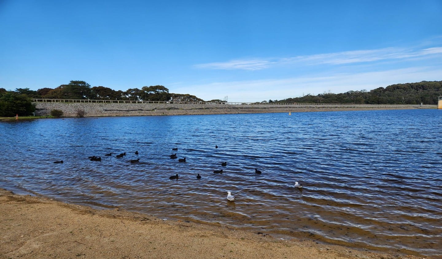 Ducks swimming in Lysterfield lake