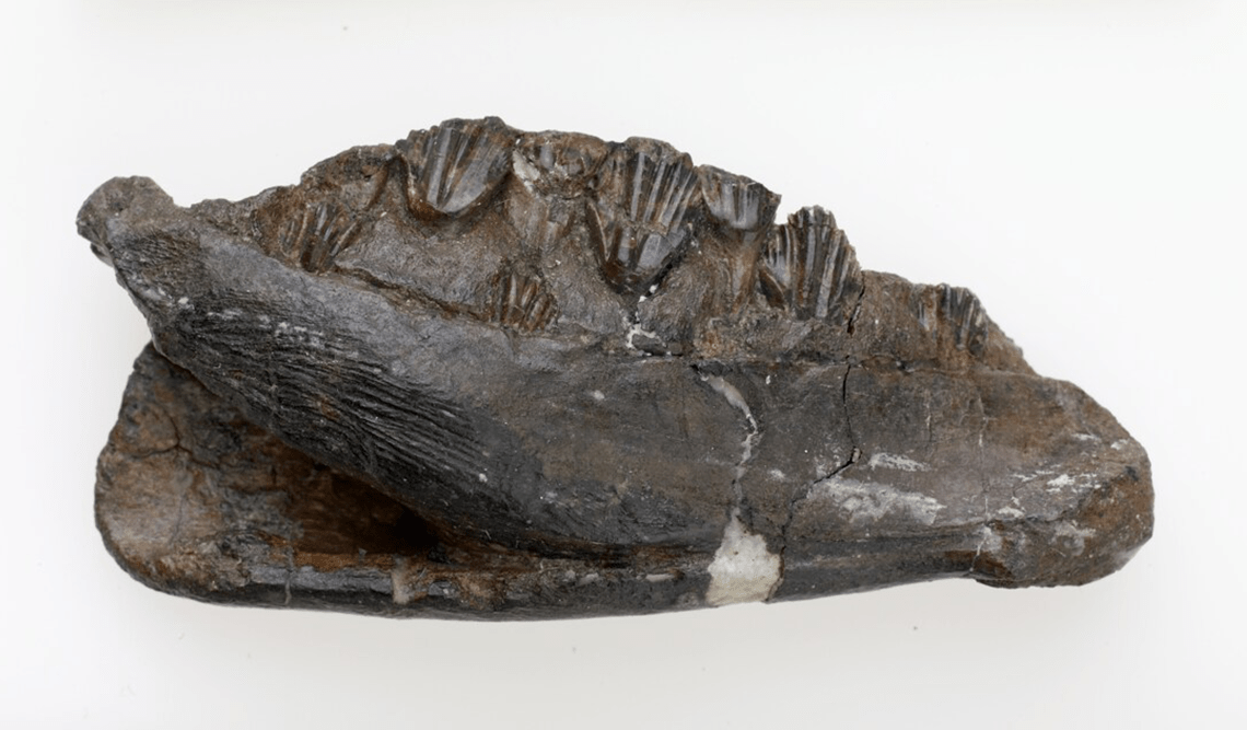 A Qantassaurus Intrepidus Jaw found at Yallock-Bulluk Marine and Coastal Park