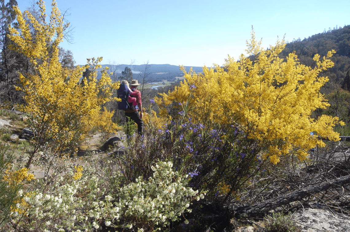 A man is standing looking out towards nature with a child on his back. He is surrounded by blooming wattle and flowers