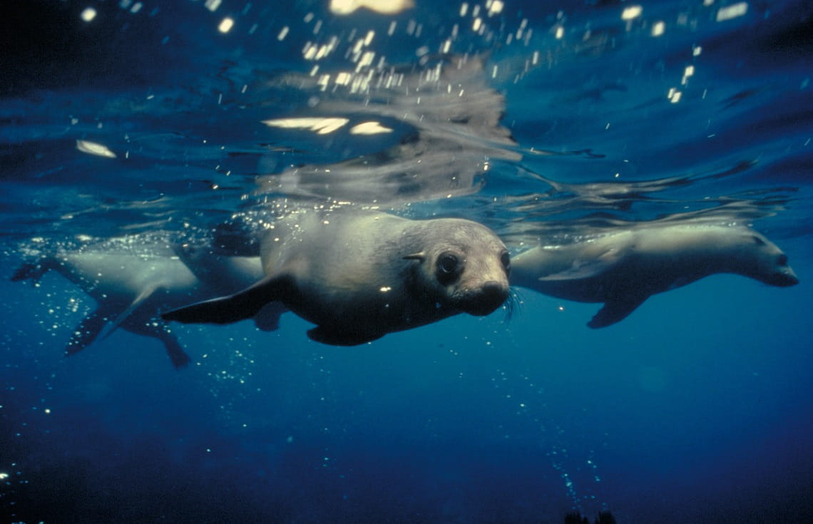 A rookery of Australian Fur Seals