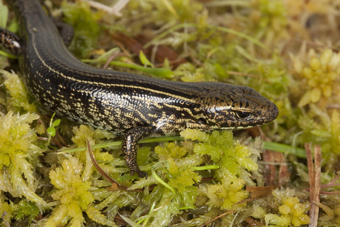 Alpine Water Skink