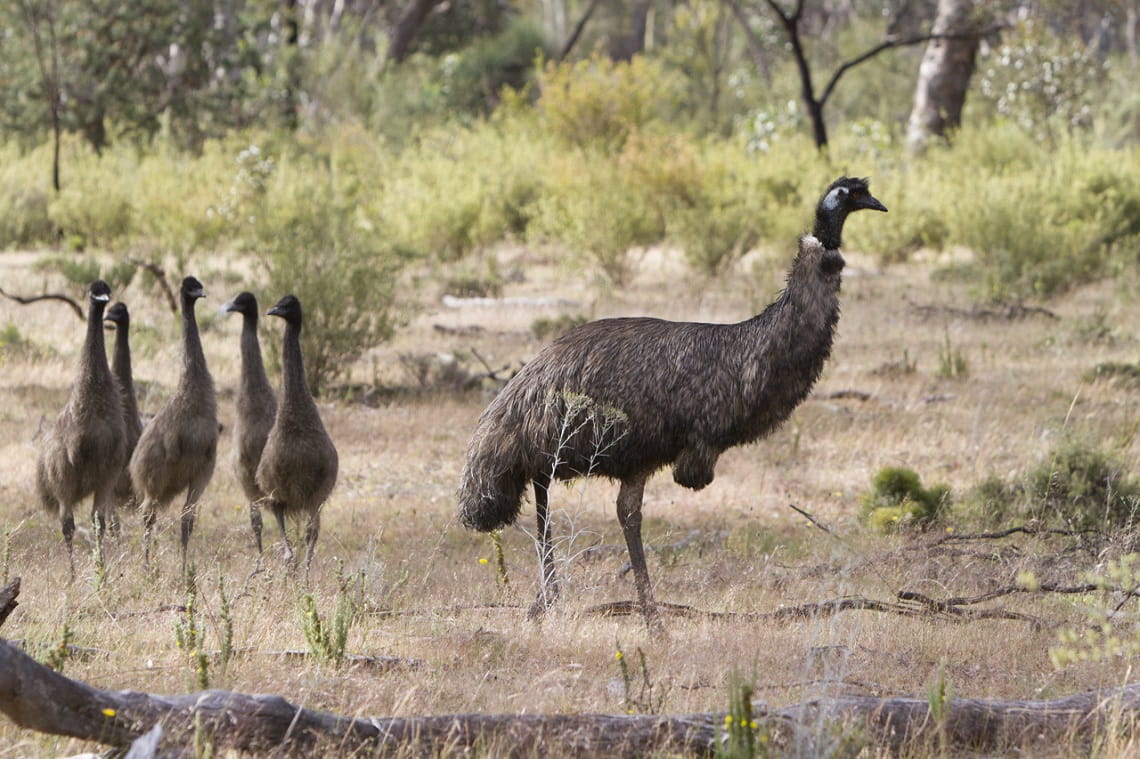 An emu and its chicks