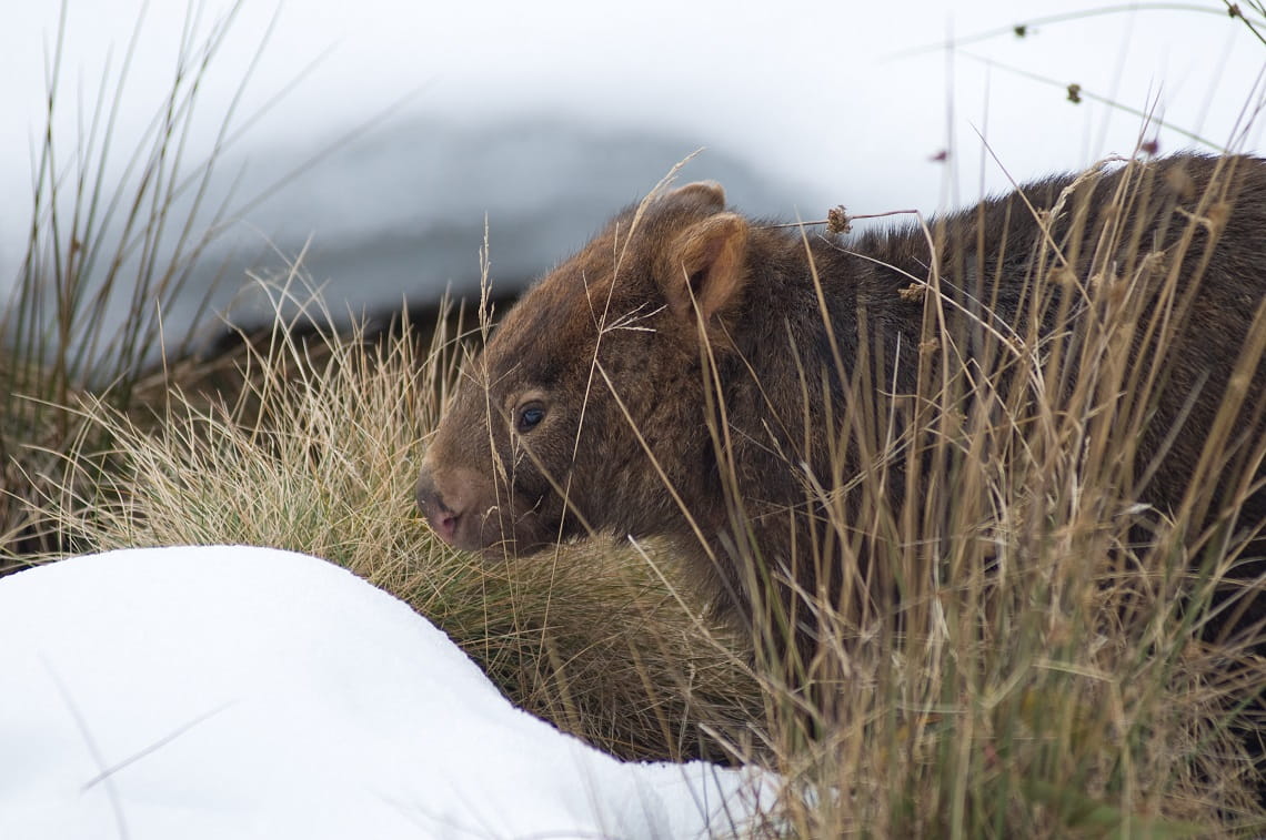 Common Wombat