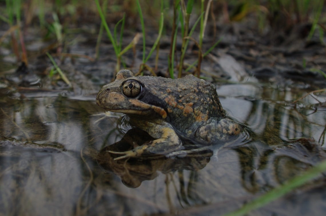 Eastern Banjo Frog