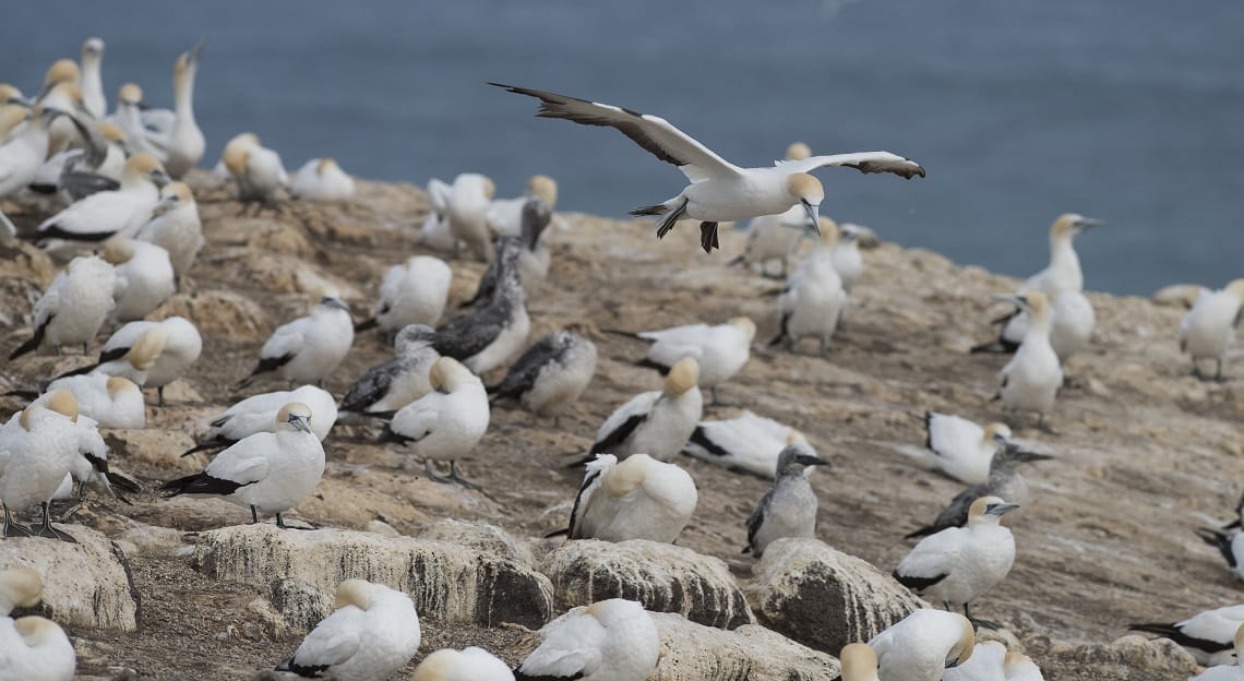 A flock of Gannets