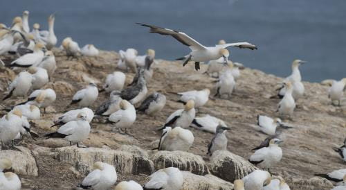 A flock of Gannets