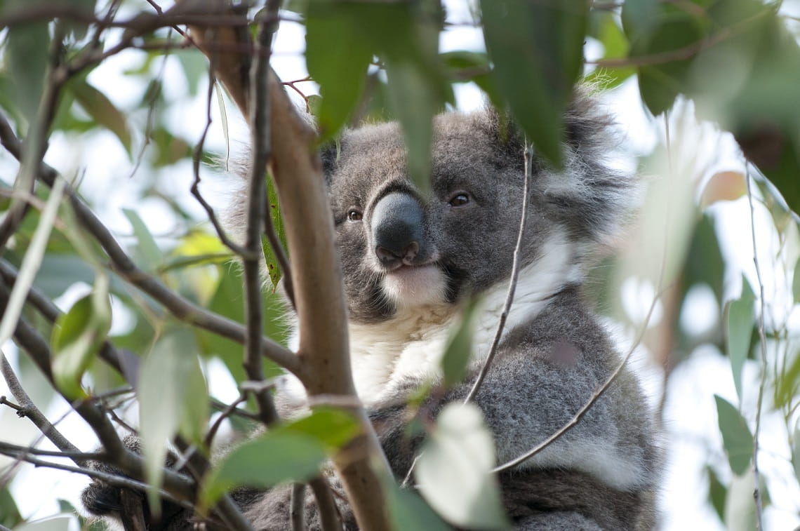 Koala
