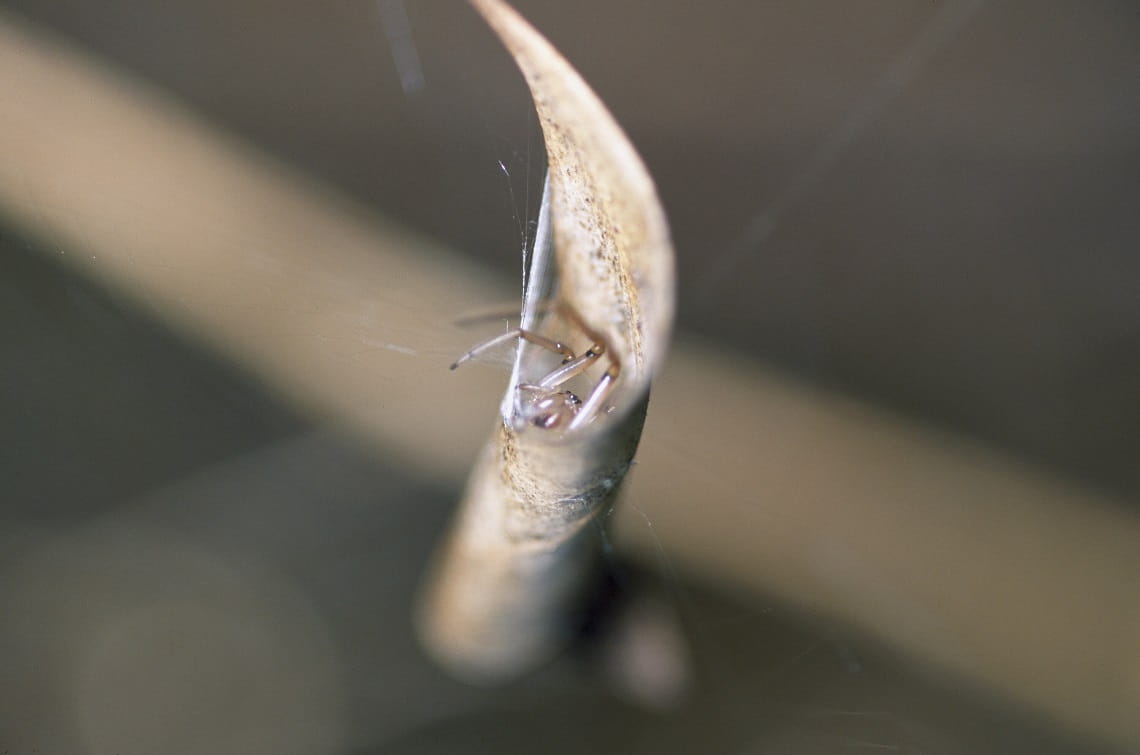 Leaf Curling Spider