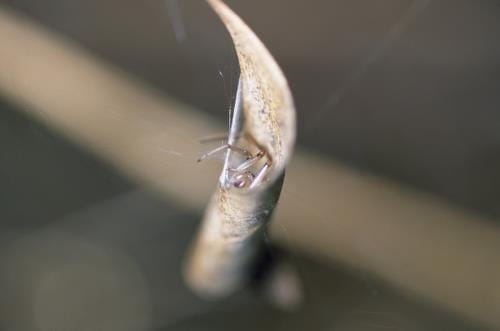 Leaf Curling Spider