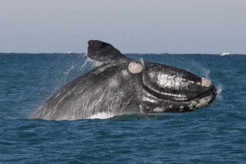 Southern Right Whale