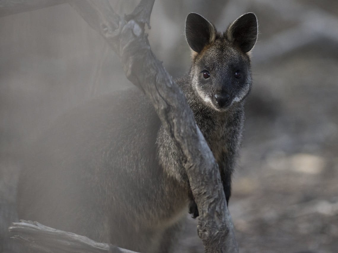 Swamp Wallaby
