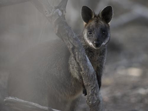 Swamp Wallaby