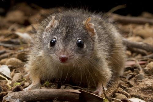 Yellow Footed Antechinus