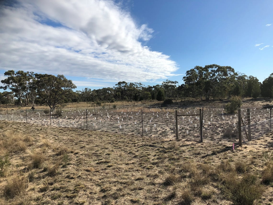 A grassy desert-like landscape with a 2-metre fenced enclosure area protecting new native revegetation areas on private land.