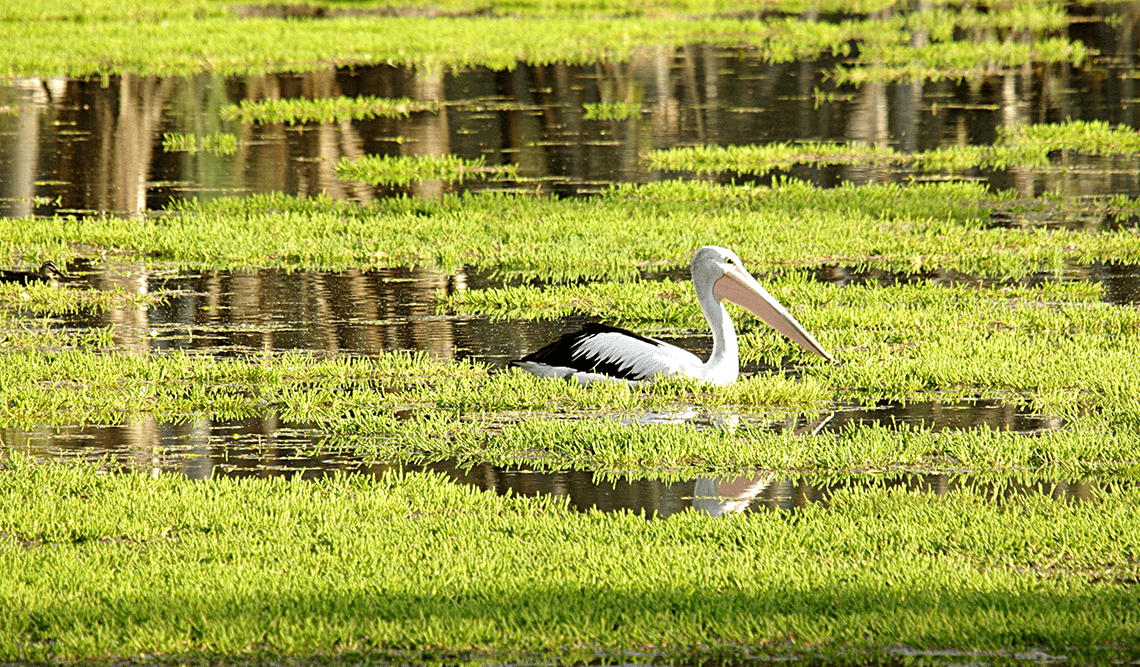 A pelican on the water in Kings Billabong Park