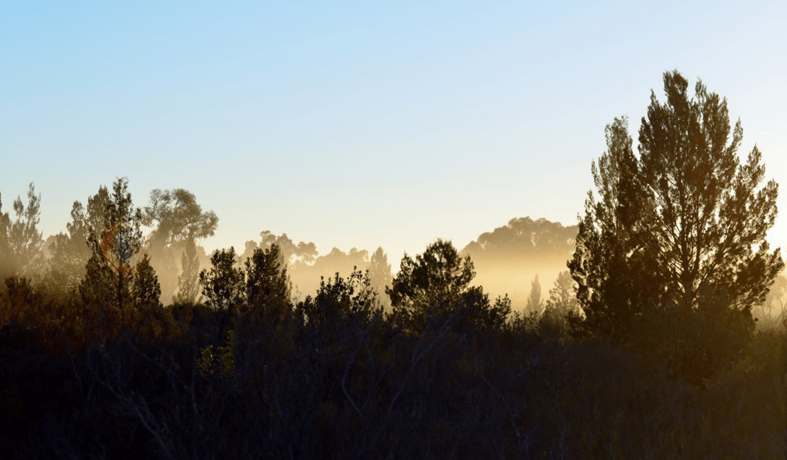 Sunlight through the trees at Little Desert National Park