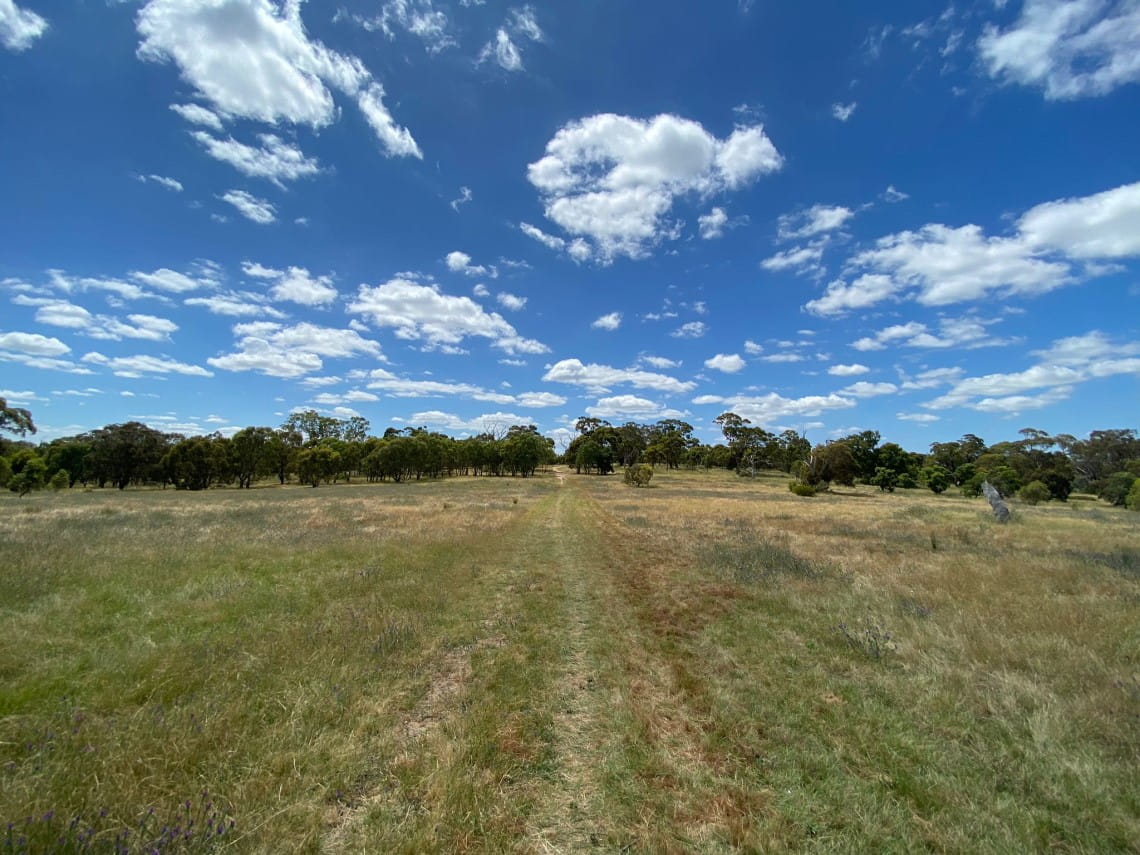 An open, grassy field with trees on the horizon: a blue sky and clouds above