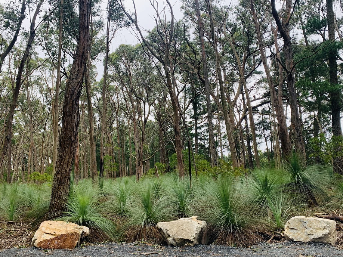 A scene of native bush along the new dementia-friendly trail at Woowookarung Regional Park near Ballarat