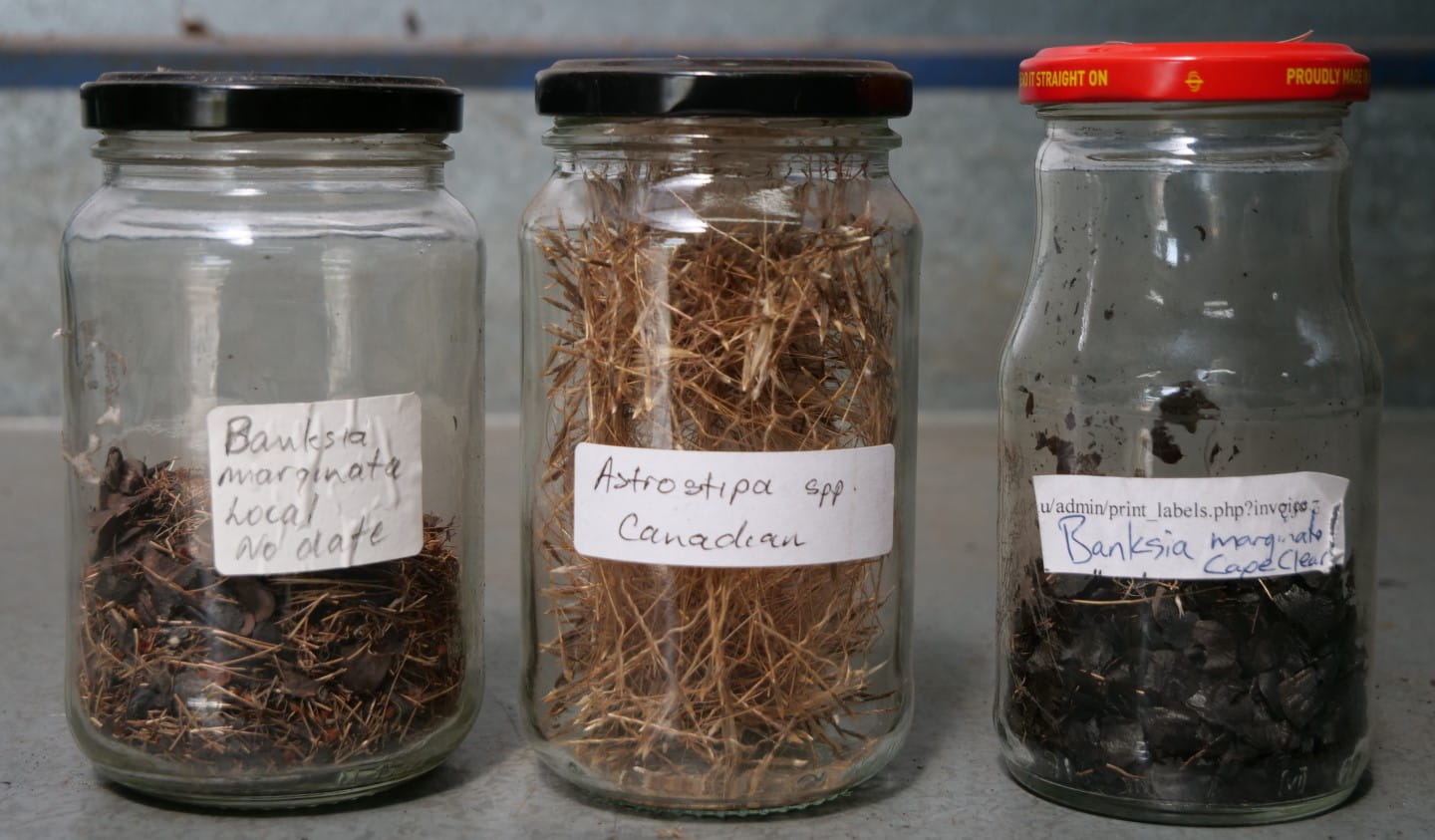 The seeds are stored in glass jars until they are ready to be planted.