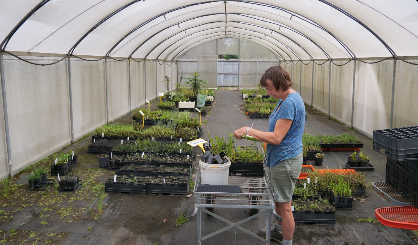 Community groups like the Friends of Canadian Corridor, Field Naturalists Club of Ballarat, and the community nursery rely on volunteers to continue creating positive change.