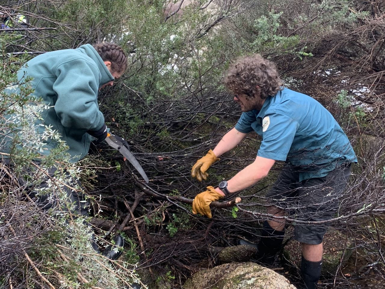 Two Parks Victoria employees managing growth of plants by using a hand saw