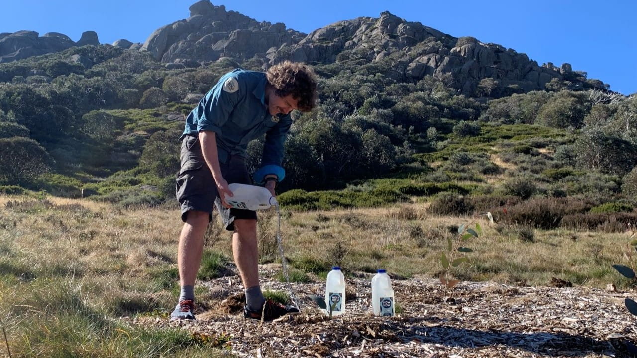 Image of a Parks Victoria employee pouring water into tan bark to aide in revegetation