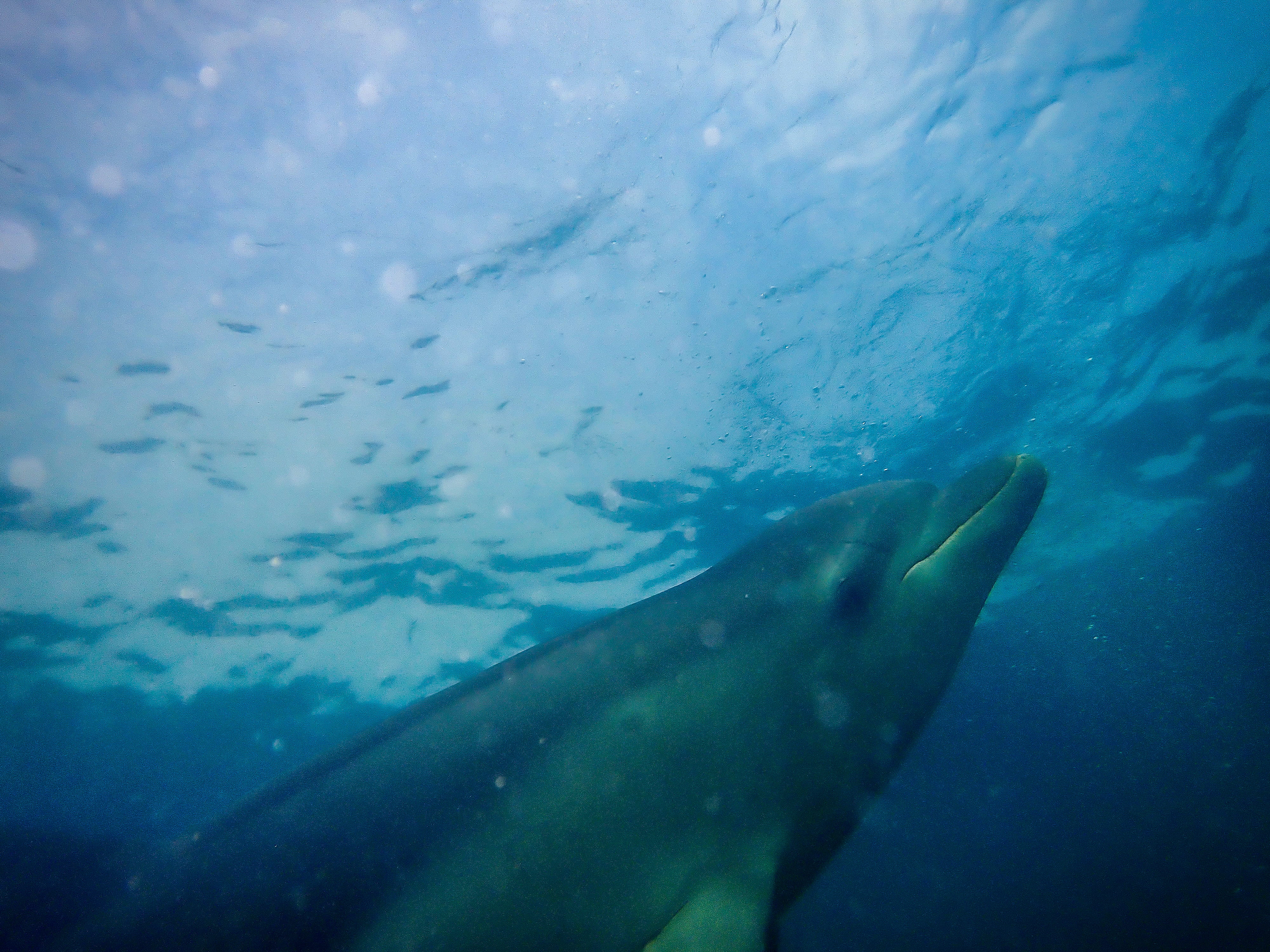 Image of a Burrunan dolphin