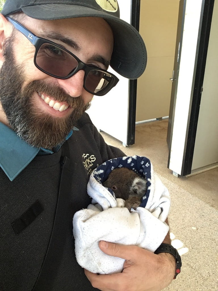 Ranger holding a rescued baby koala joey in a blanket