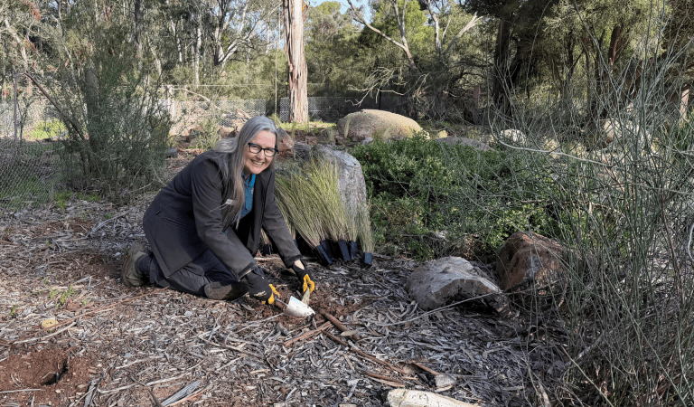 Ranger planting amoungst the pinebark