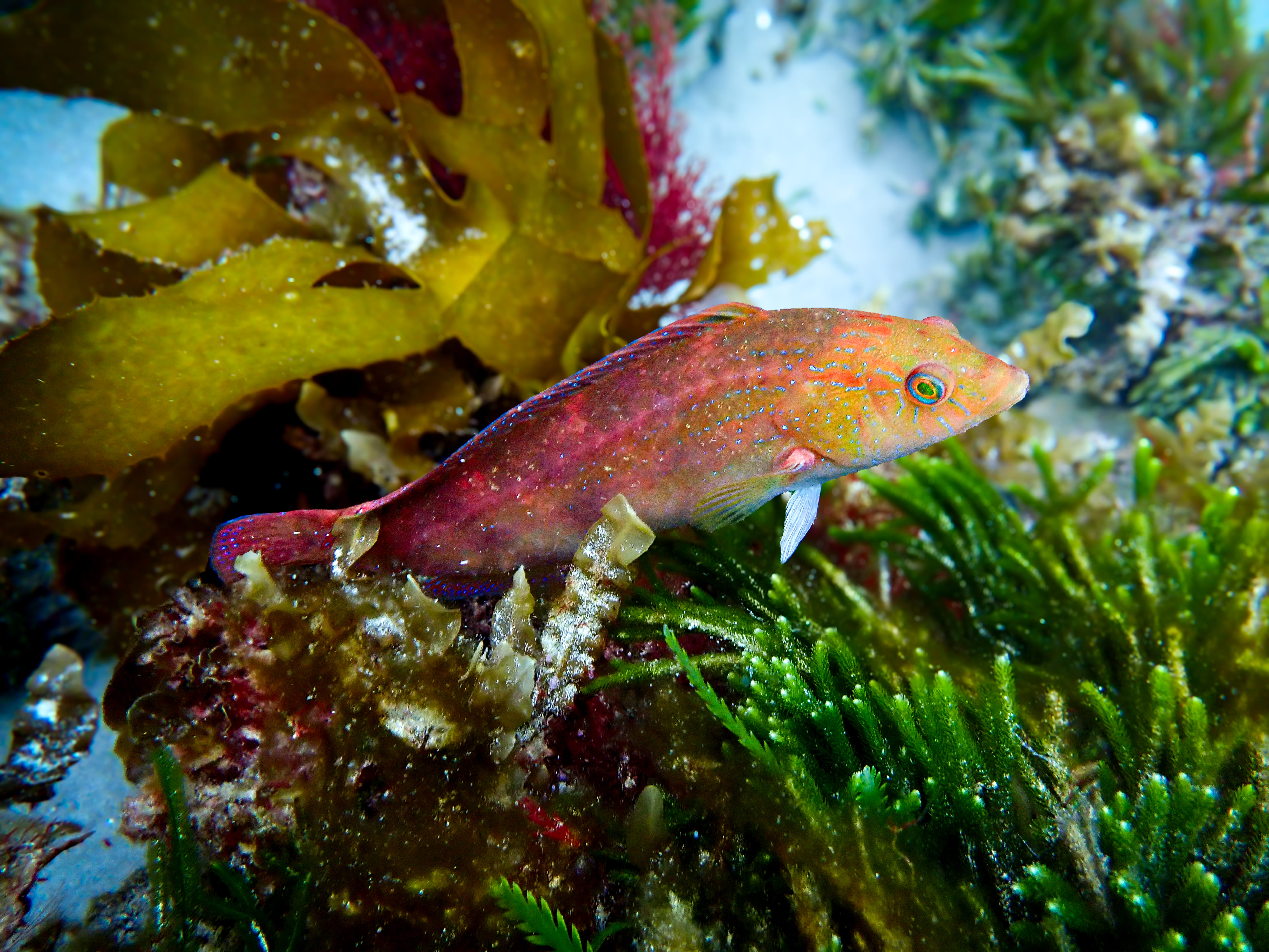 Image of a senator wrasse fish