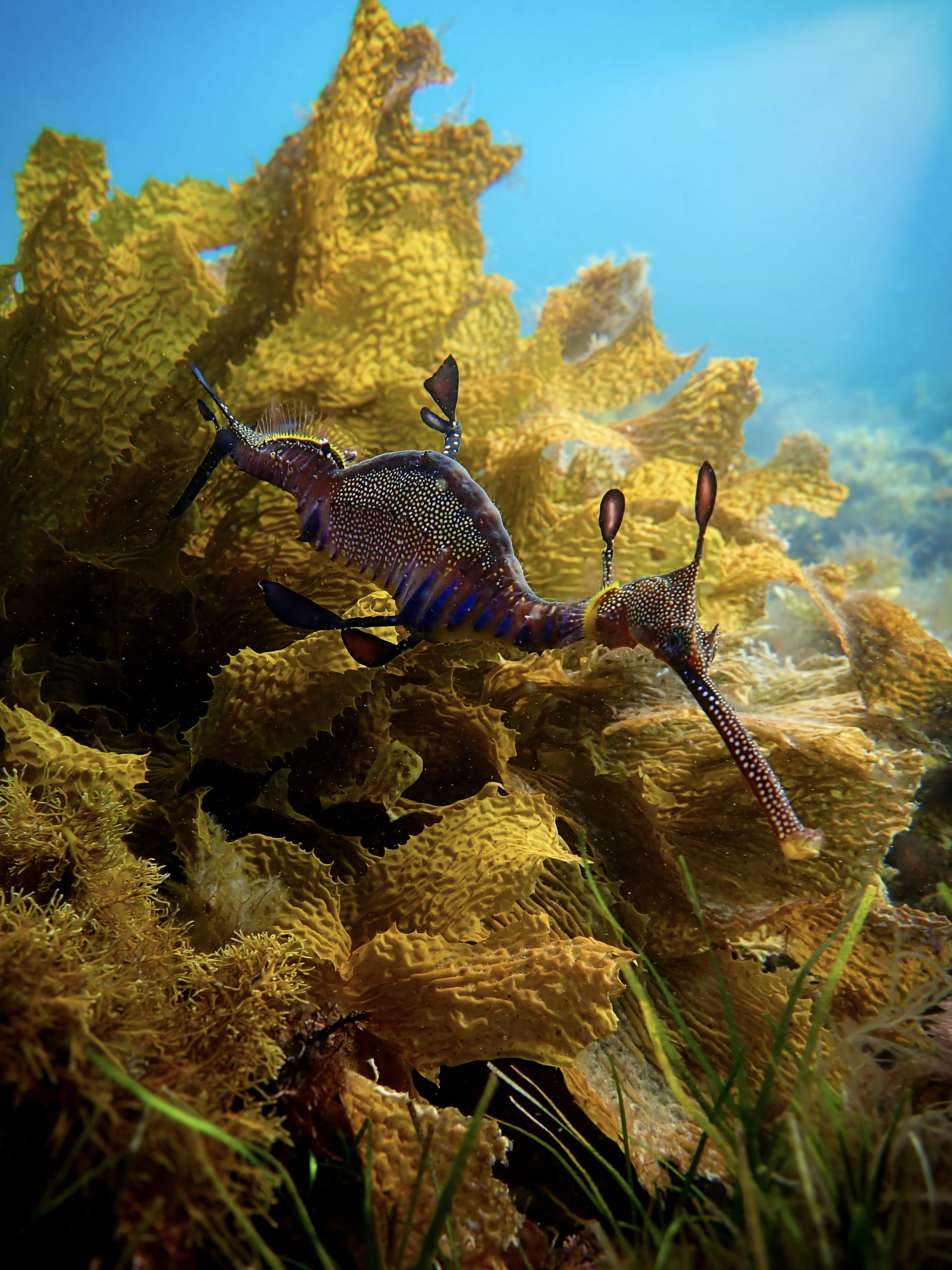 Weedy seadragon under the ocean