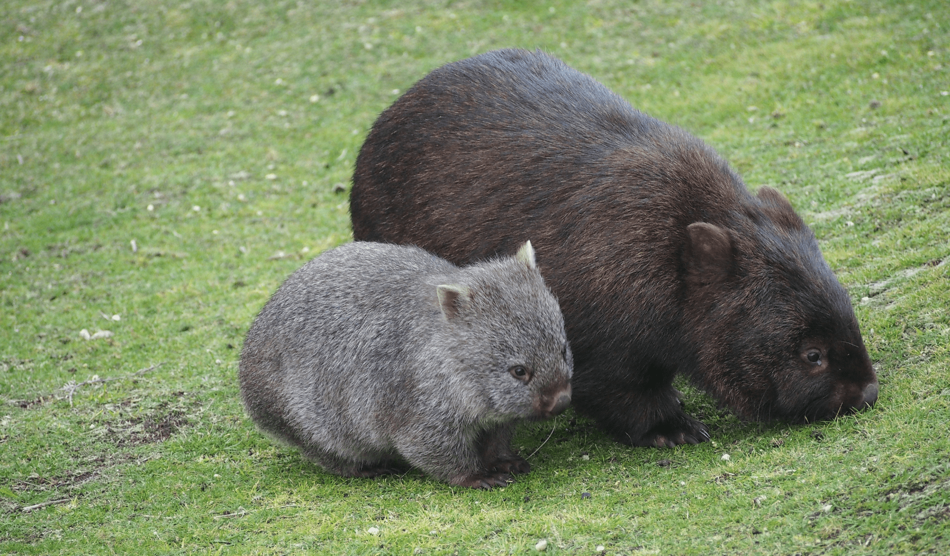 image of a mother and her joey on grass plains