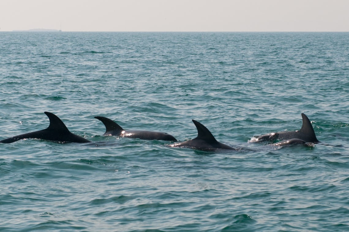 4 dolphin fins sticking out of a gentle ocean water