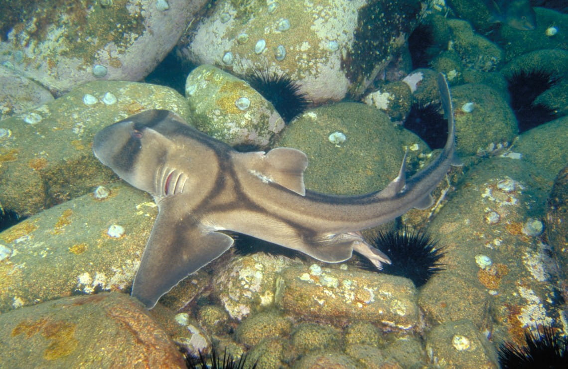 A small shark swimming above from rocks in shallow water
