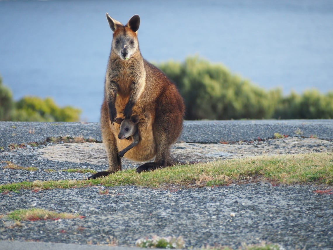 A wallaby is looking towards the camera. She has a joey in her pouch