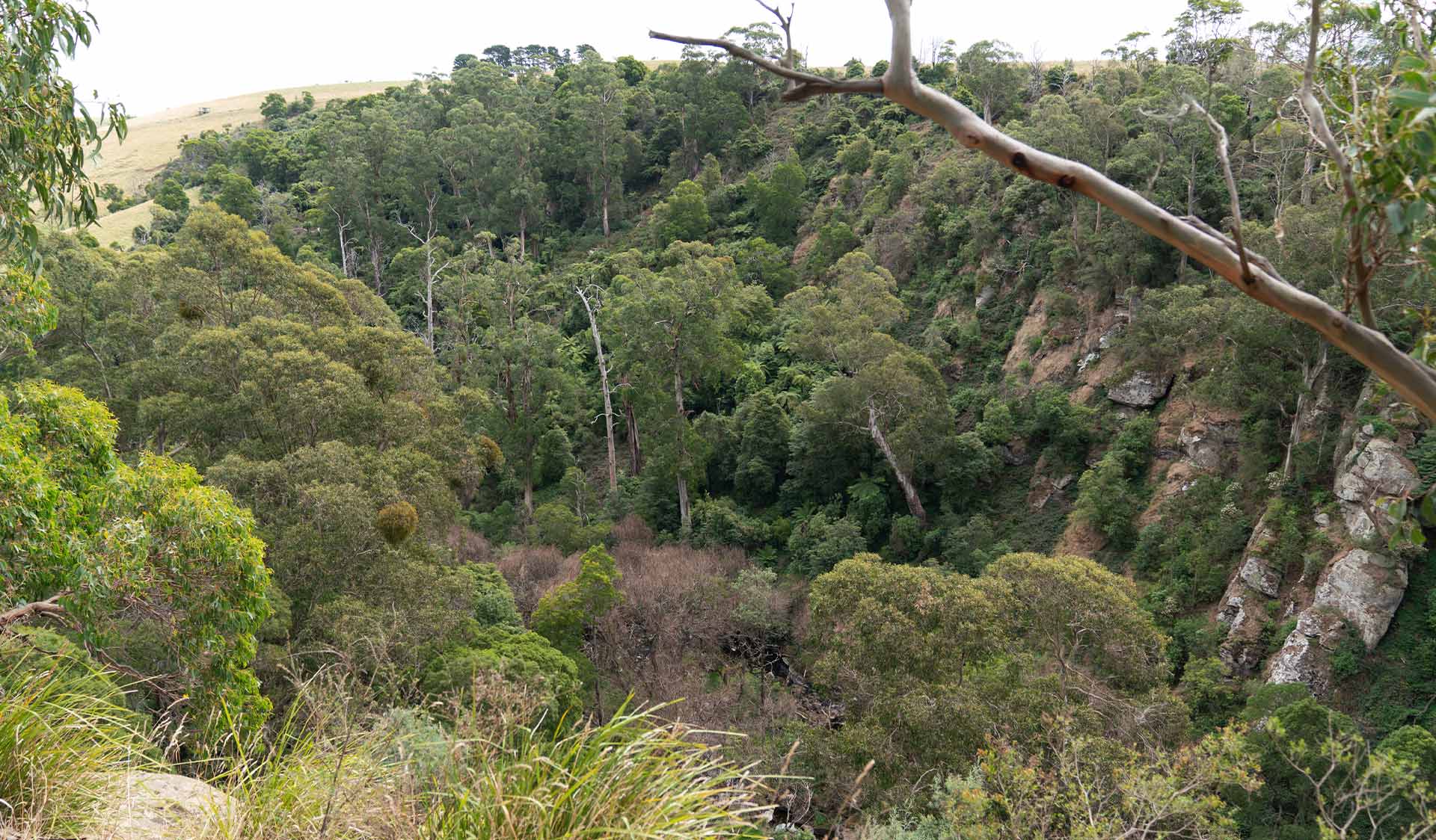The lush green gully at Agnes Falls Scenic Reserve