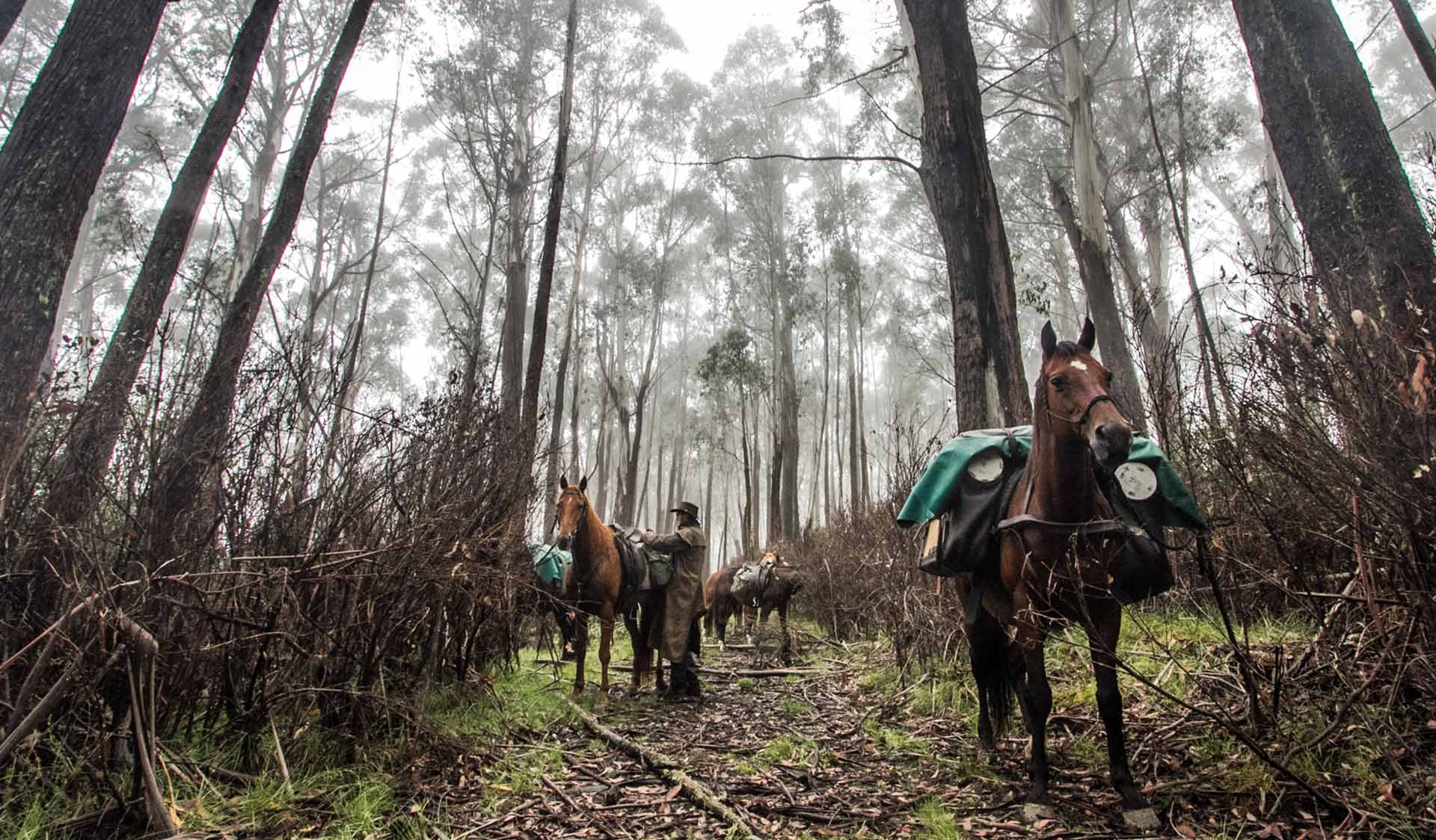 A man wearing a driza-bone jacket adjusts the saddle of his horse in a forest in the Alpine National Park.