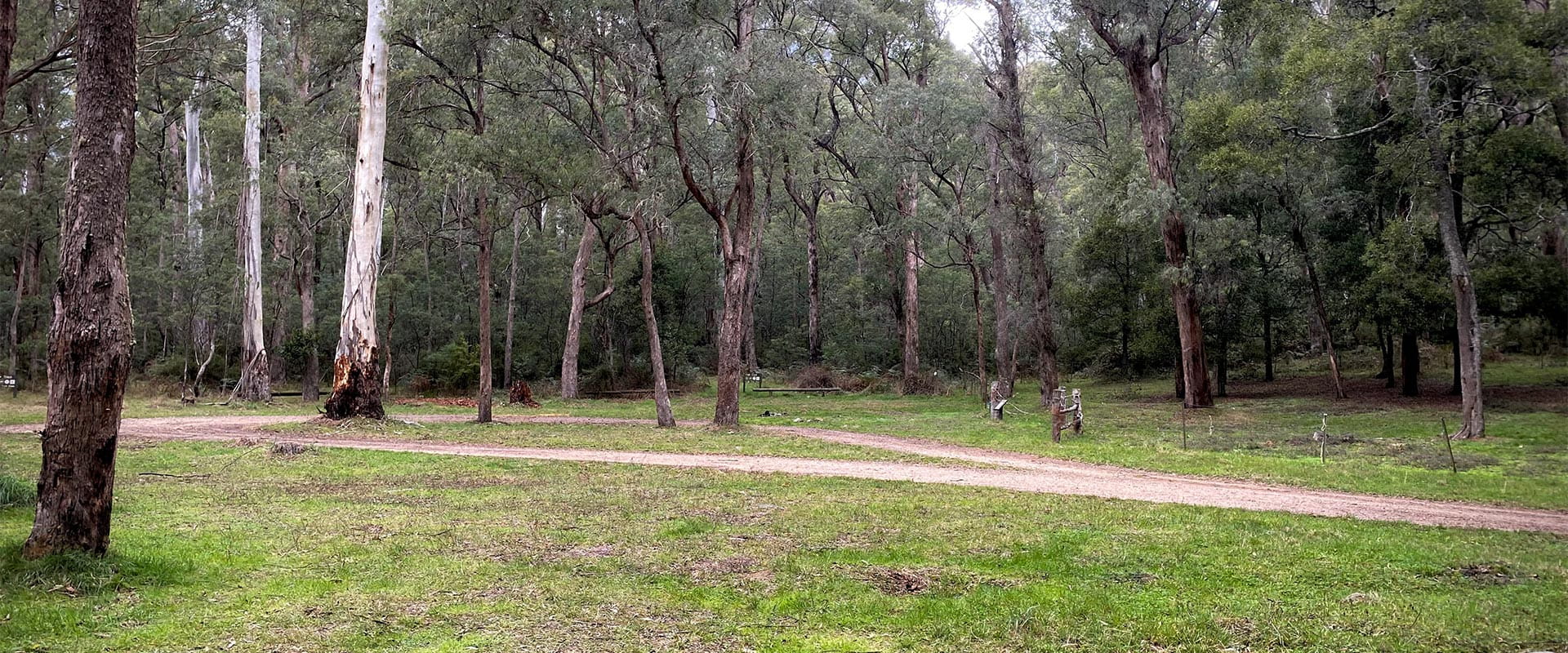 View of grass and paths between trees at a camping area.
