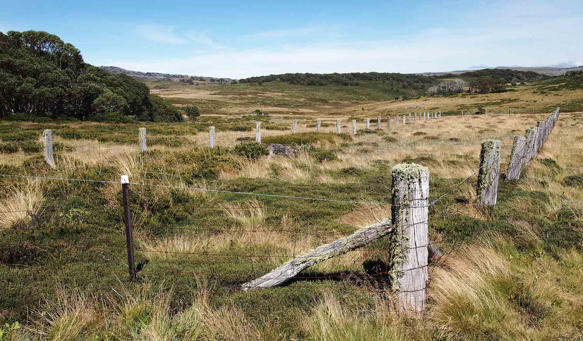 Maisies Plot on the Bogong High Plains in the Alpine National Park