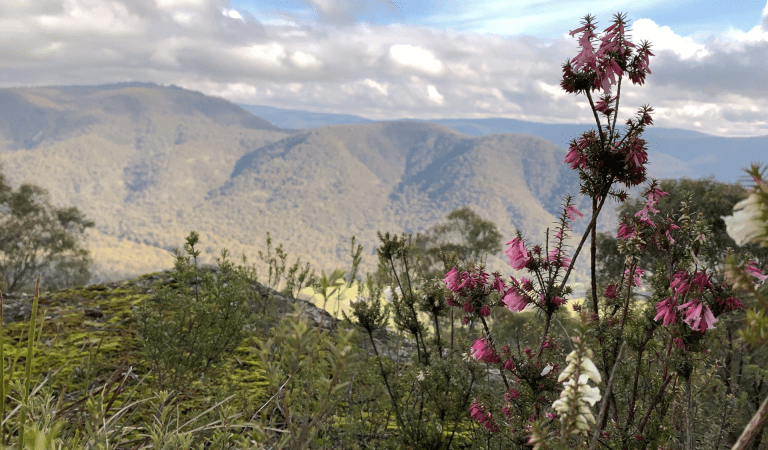 Close up of flowers with mountains in the background, Paradise Falls in Alpine National Park