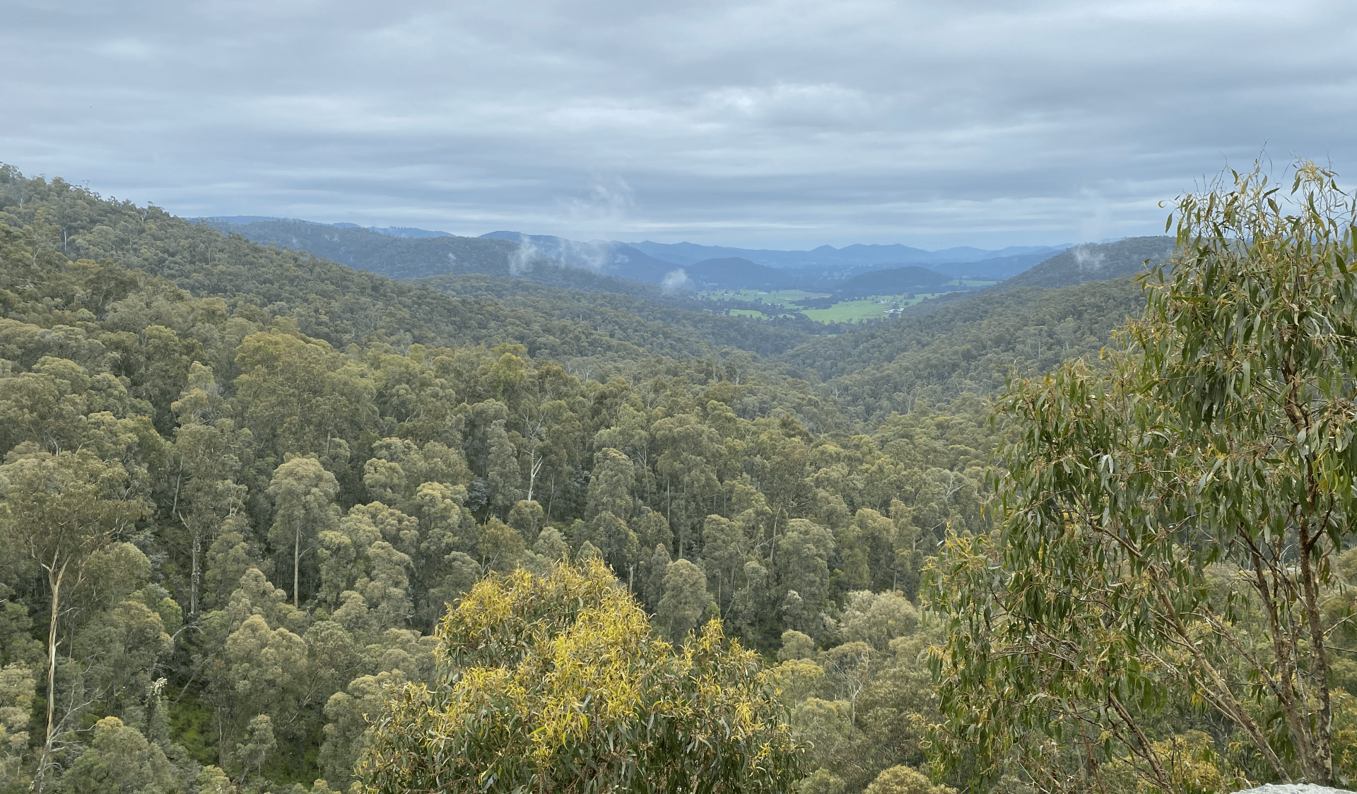 View across the treetops from Paradise Falls in Alpine National Park
