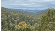 View across the treetops from Paradise Falls in Alpine National Park