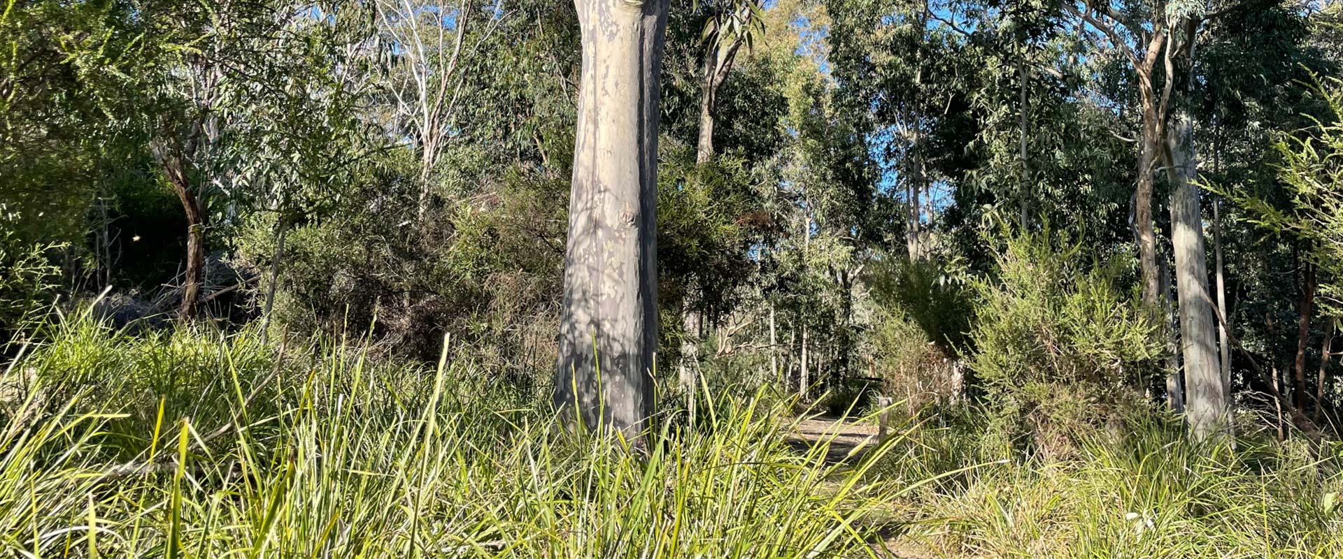 A dense bushy area with native grass and tall eucalypts.